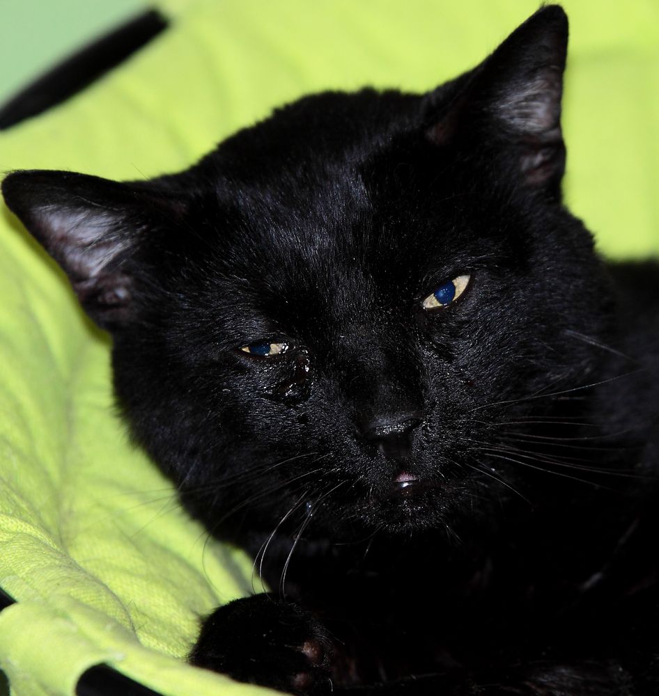 quand le chat pleure photo et image nature, animaux, animal Images