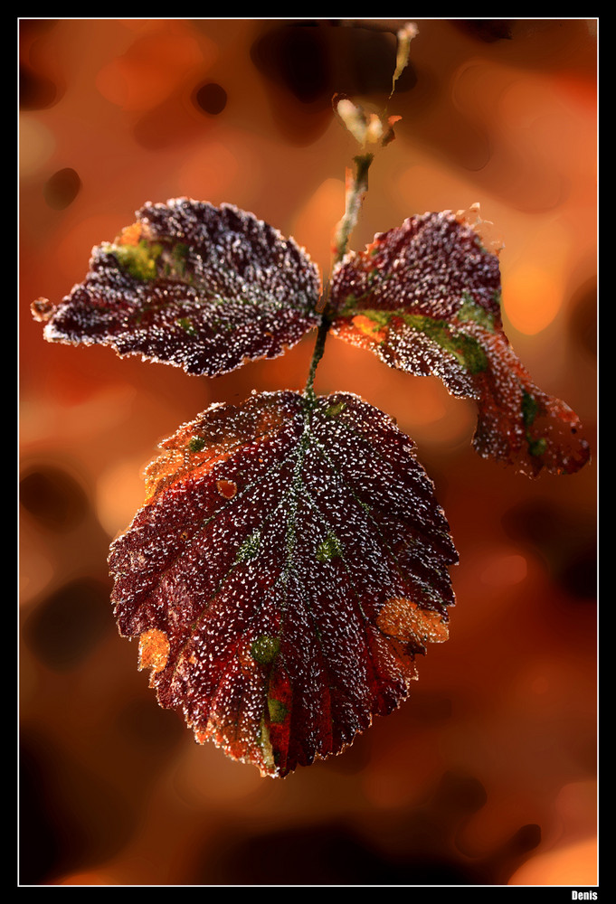 Quand le givre côtoie le feu.