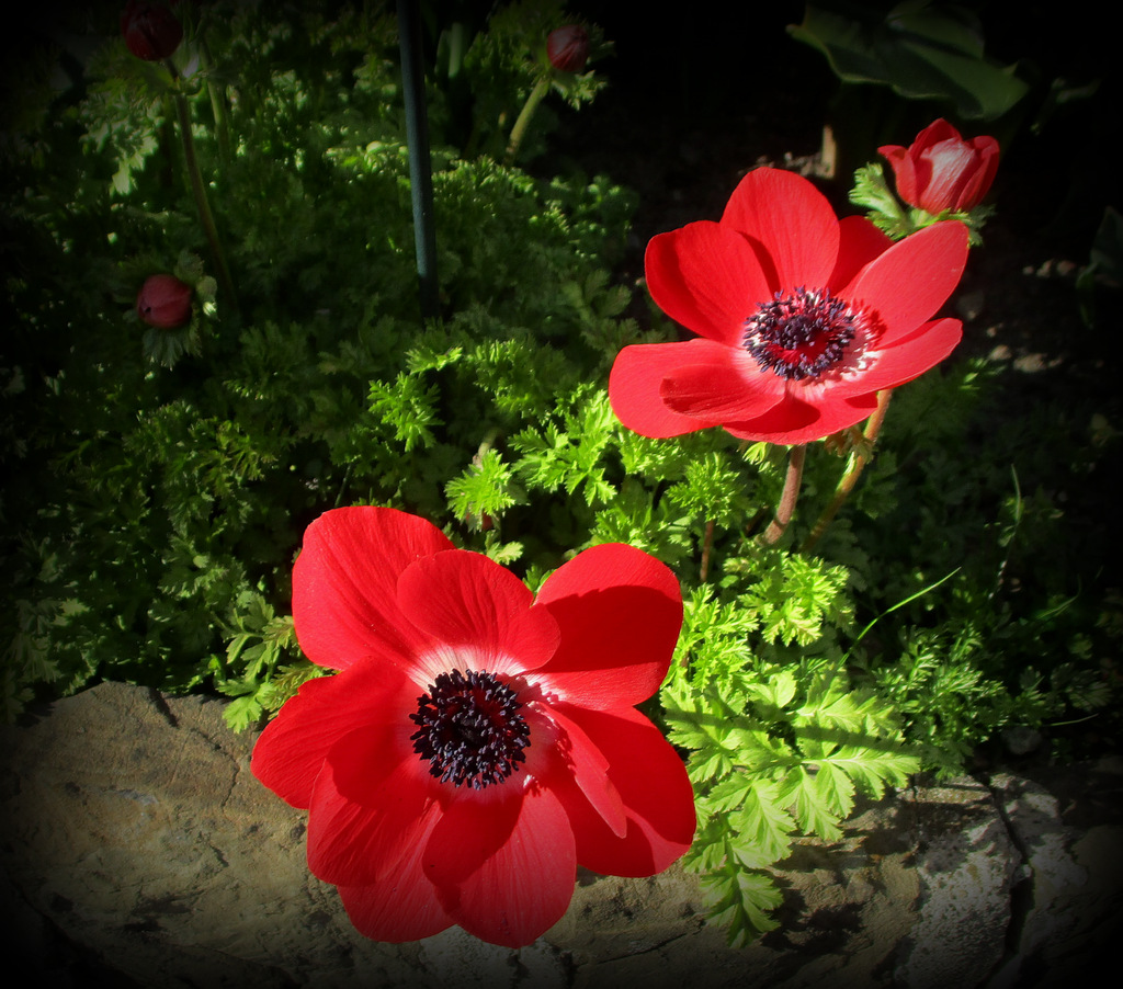 Quand le jardin s' éveille....