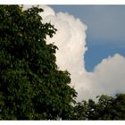 Quand le nuage épouse l'arbre