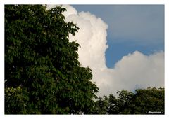 Quand le nuage épouse l'arbre