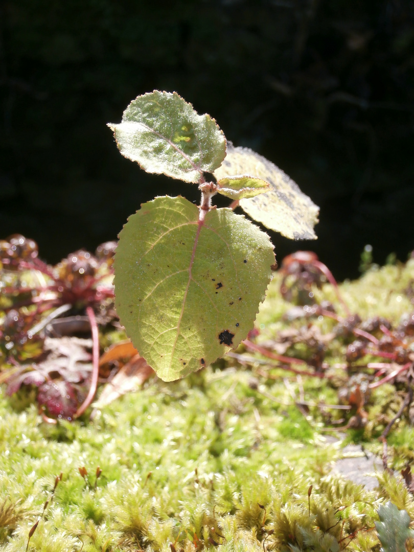 quand le printemps...