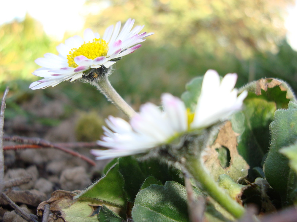 quand le printemps arrive a grand pas ...