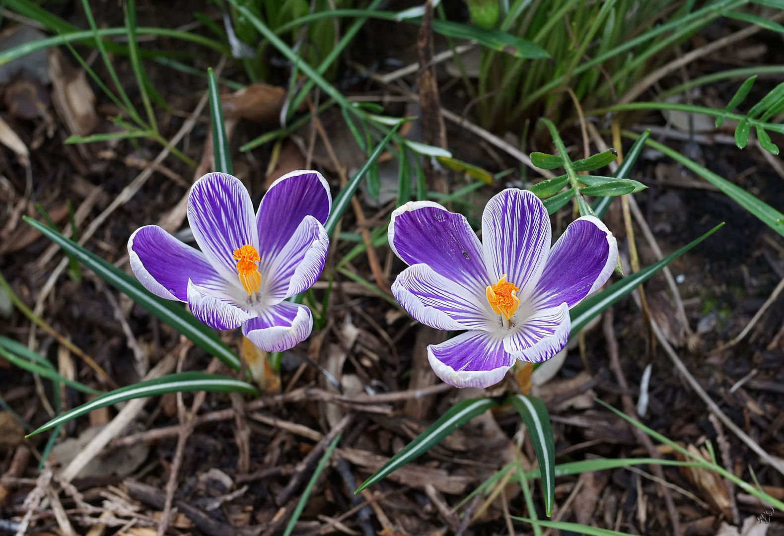 Quand le printemps s'invite au jardin...