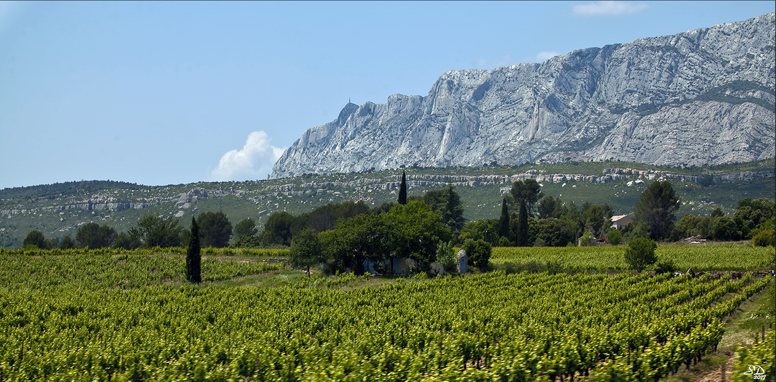 Quand le rosé reverdit sous Sainte Victoire