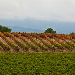 Quand le rosé rougit