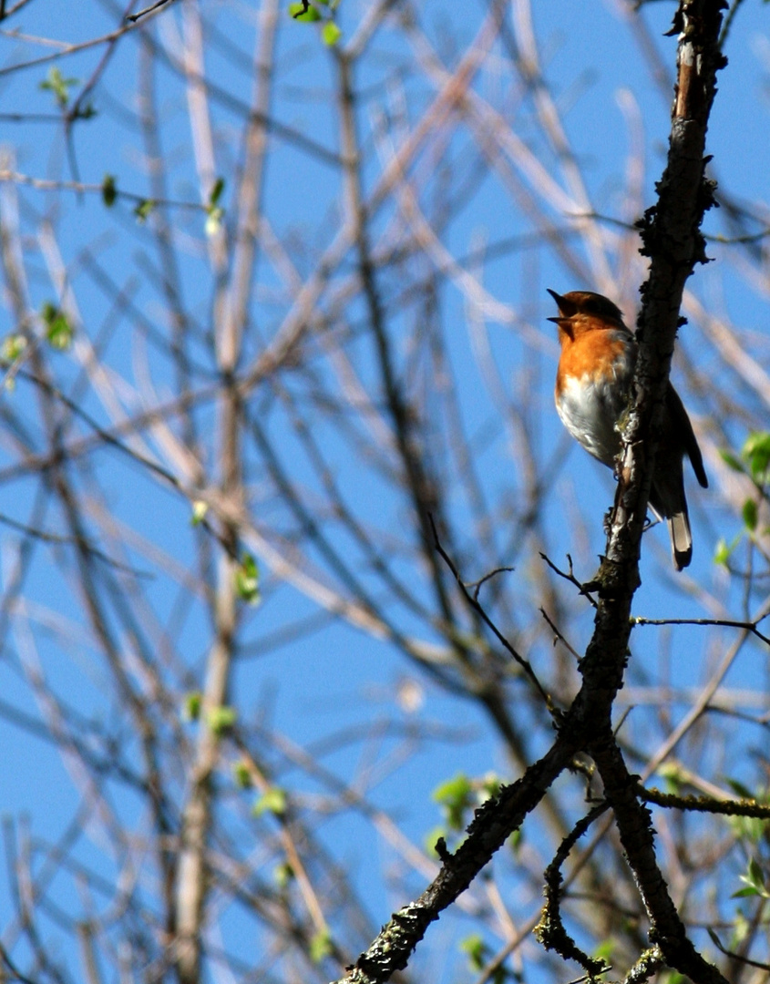 Quand le Rouge Gorge chante