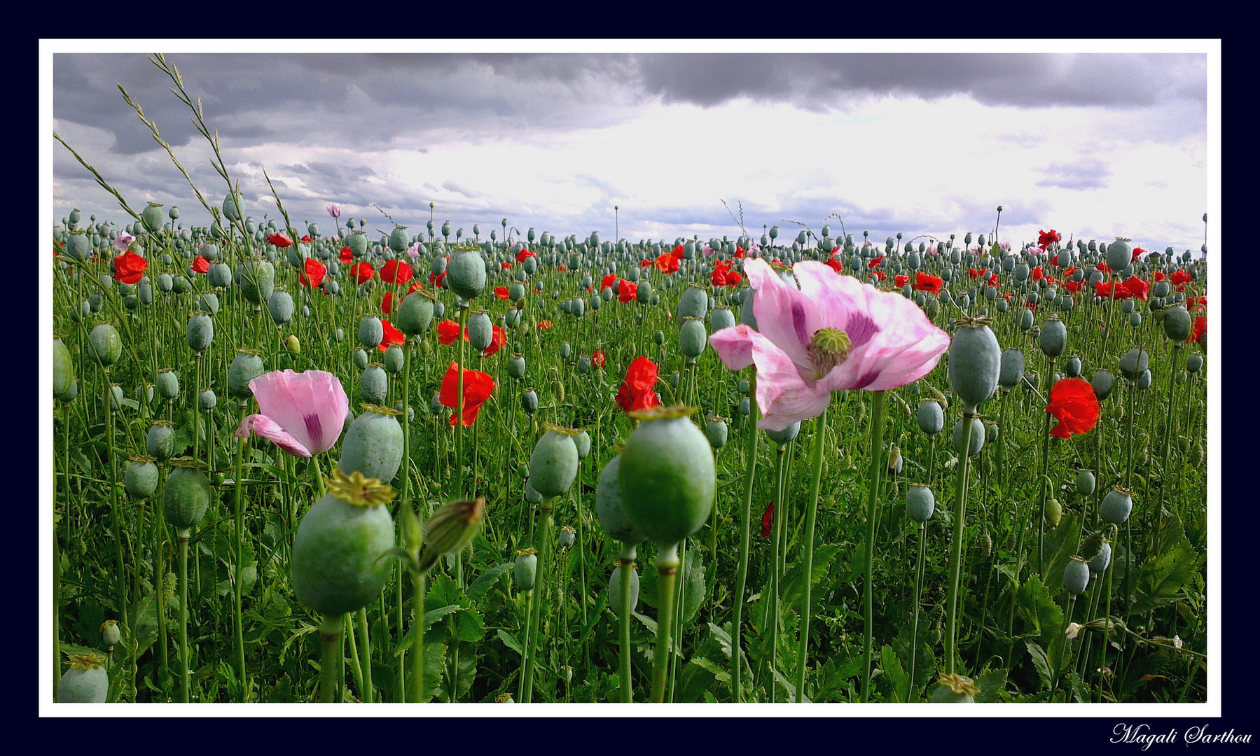 Quand le rouge se mêle au rose....