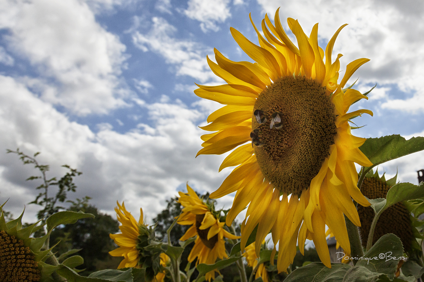 Quand le Soleil a le Bourdon ...