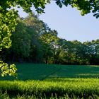 Quand le soleil joue avec les verts