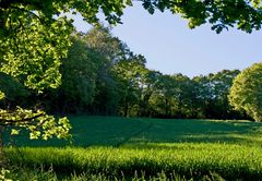 Quand le soleil joue avec les verts