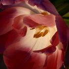 quand le soleil se couche sur une tulipe fatigué