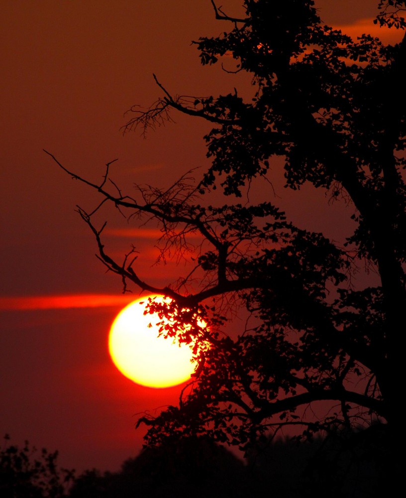 Quand le soleil se lève, du côté de chez moi, l'arbre mort prend vie...