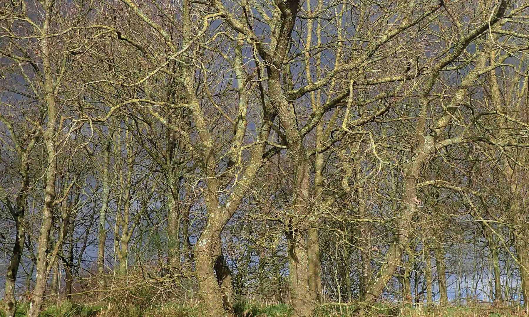 Quand le soleil vient jouer au bois 