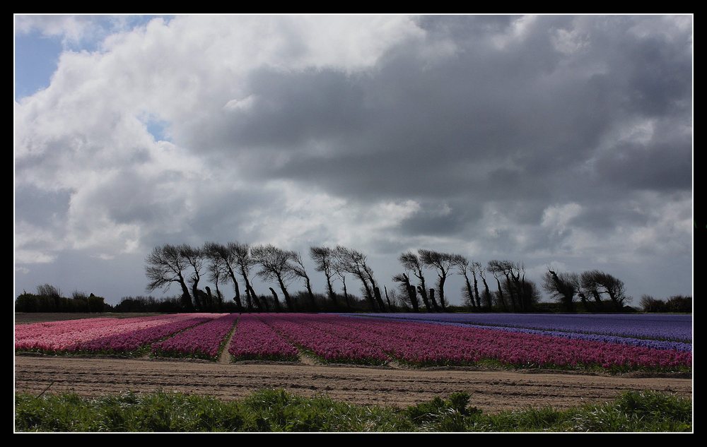 " Quand le vent de l'Océan façonne la nature "