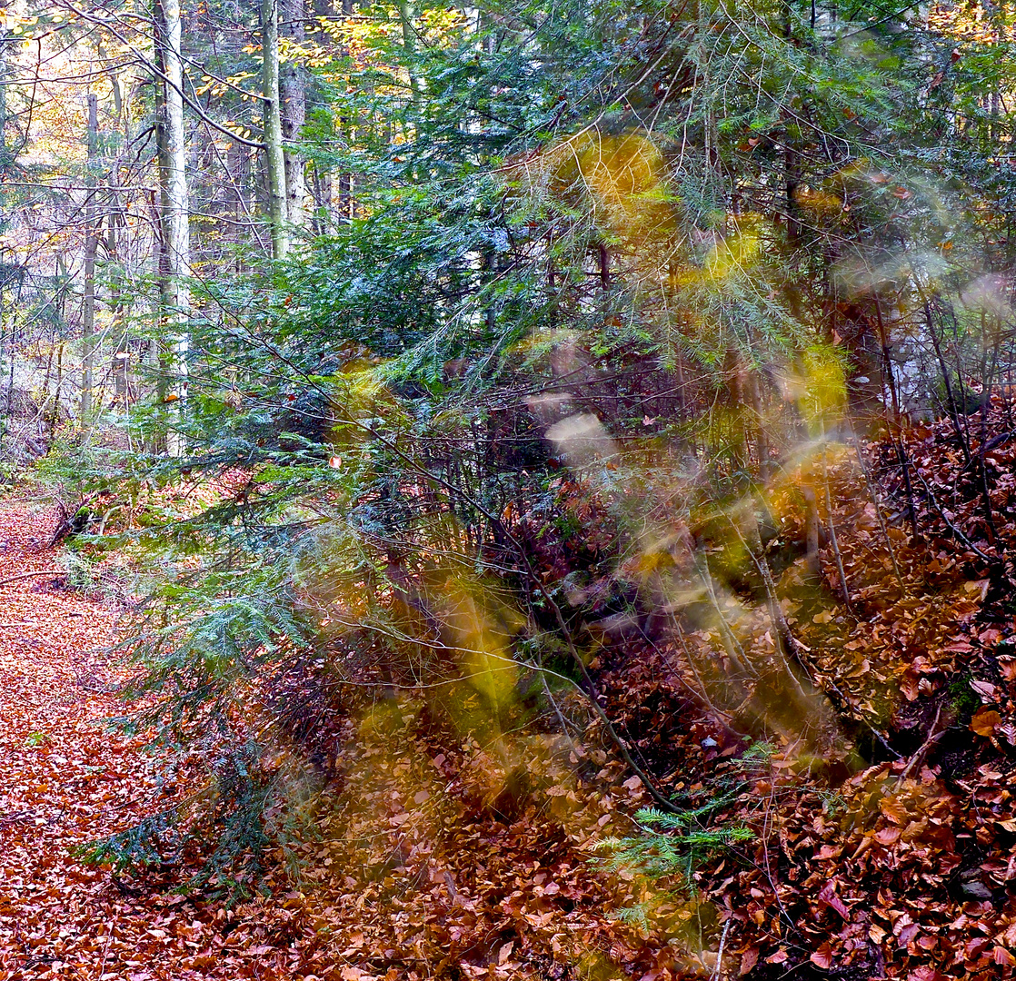 quand le vent se lève dans le bois