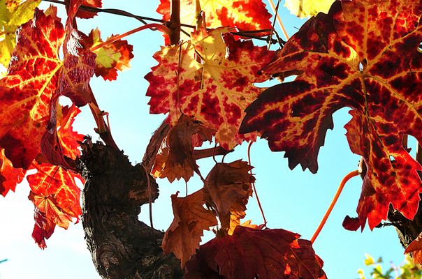 Quand le vignoble tourangeau...