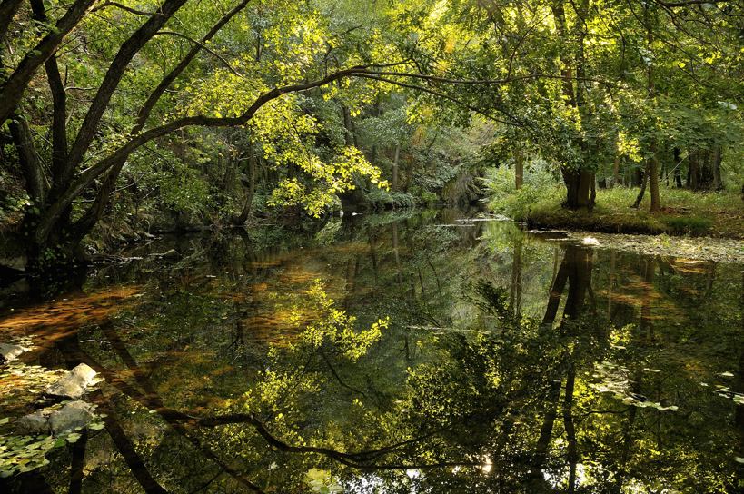 Quand l'eau devient miroir.....