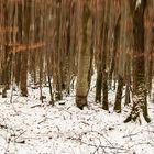 Quand les arbres s'échappent vers le ciel....