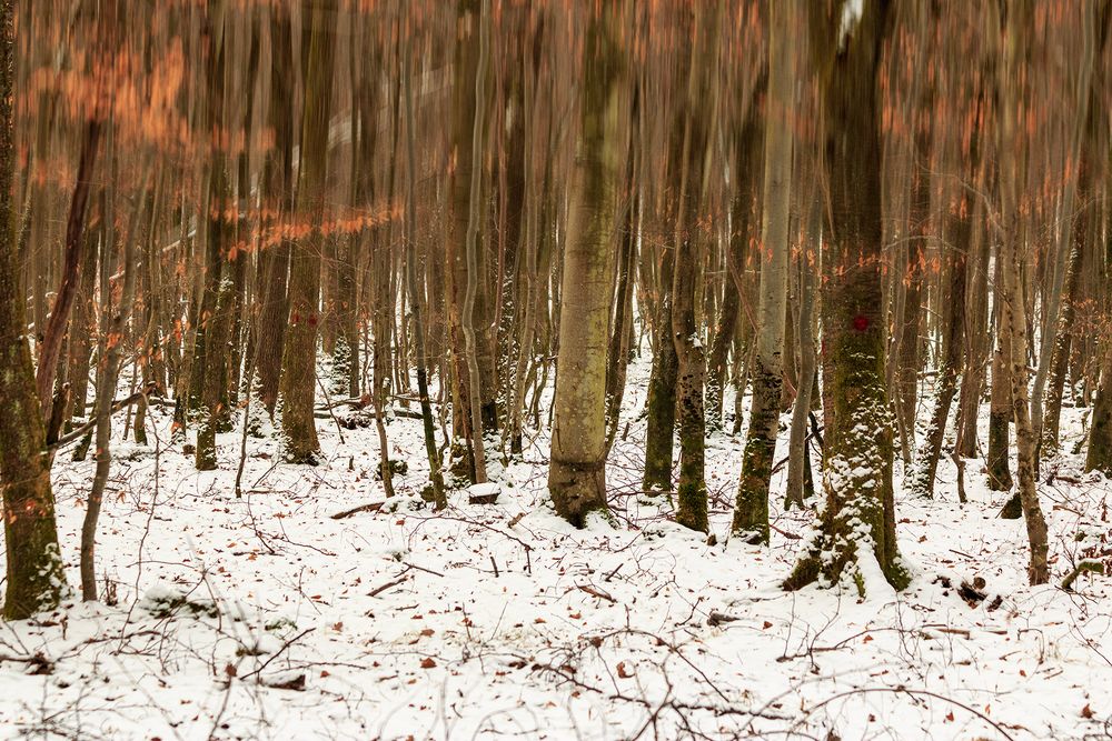 Quand les arbres s'échappent vers le ciel....