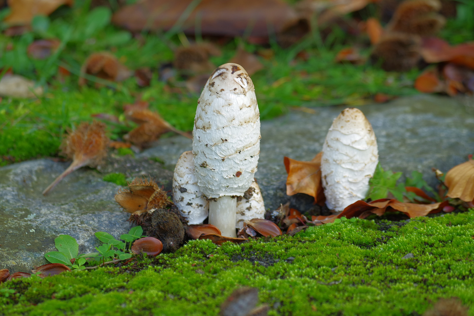 Quand les champignons poussent, la vie est douce