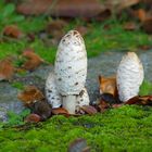 Quand les champignons poussent, la vie est douce