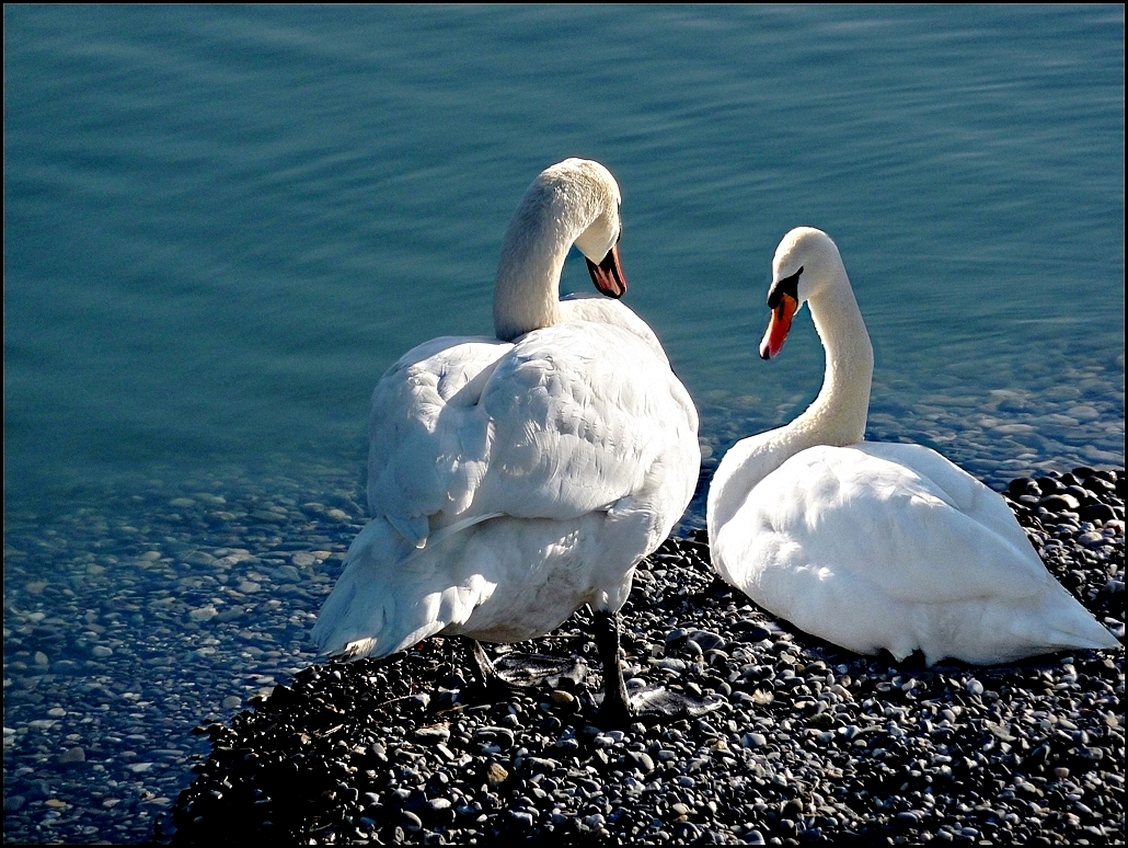 Quand les cygnes "cancanent" !!!