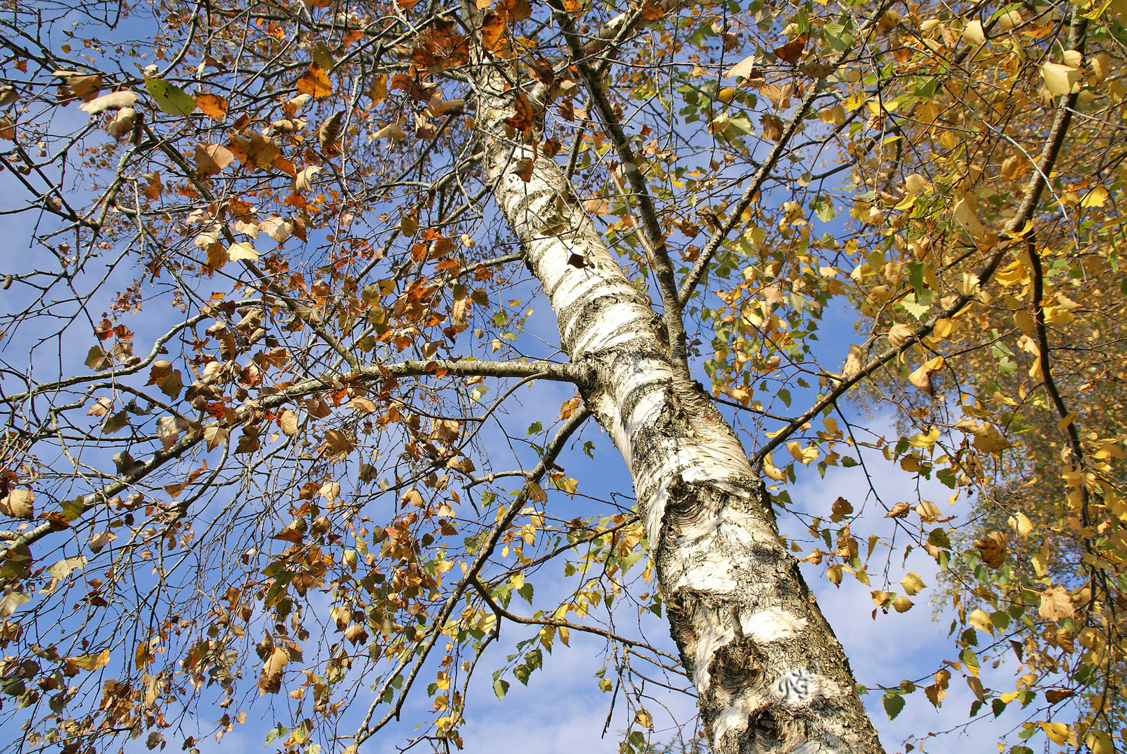 Quand les feuilles tombent .....