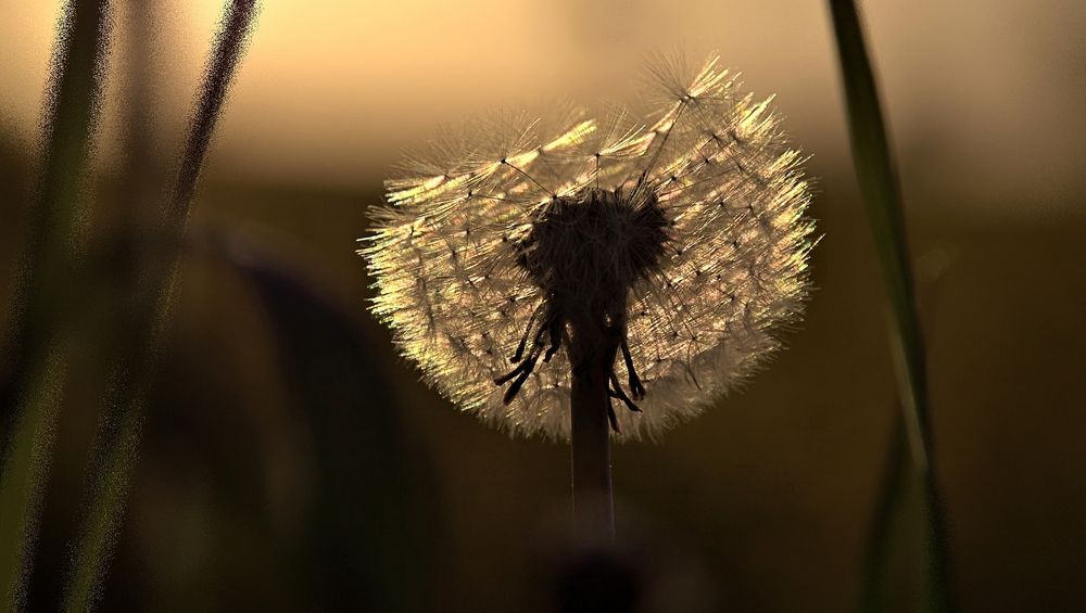 quand les fleurs parlent