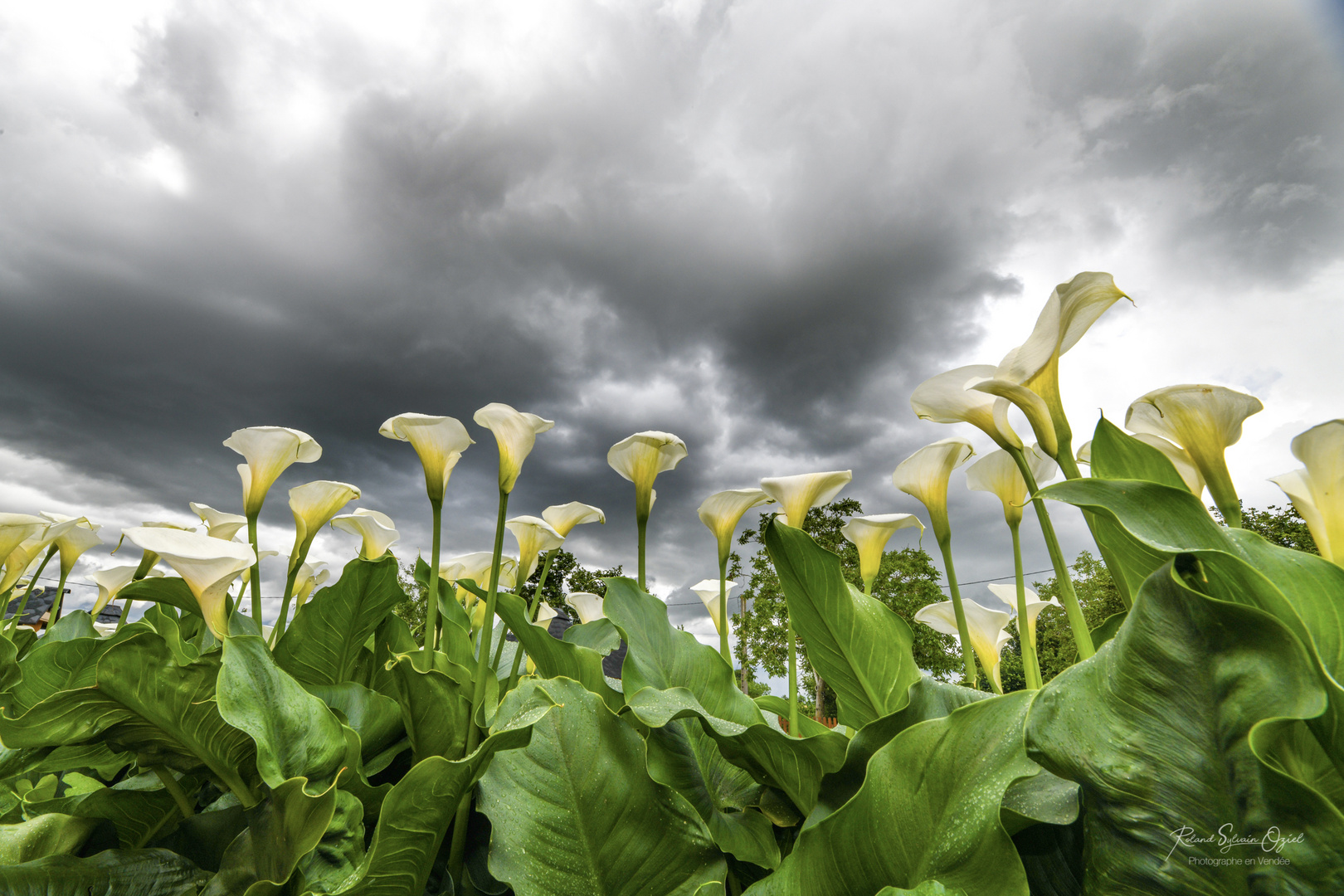 Quand les fleurs rencontrent les nuages