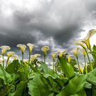 Quand les fleurs rencontrent les nuages