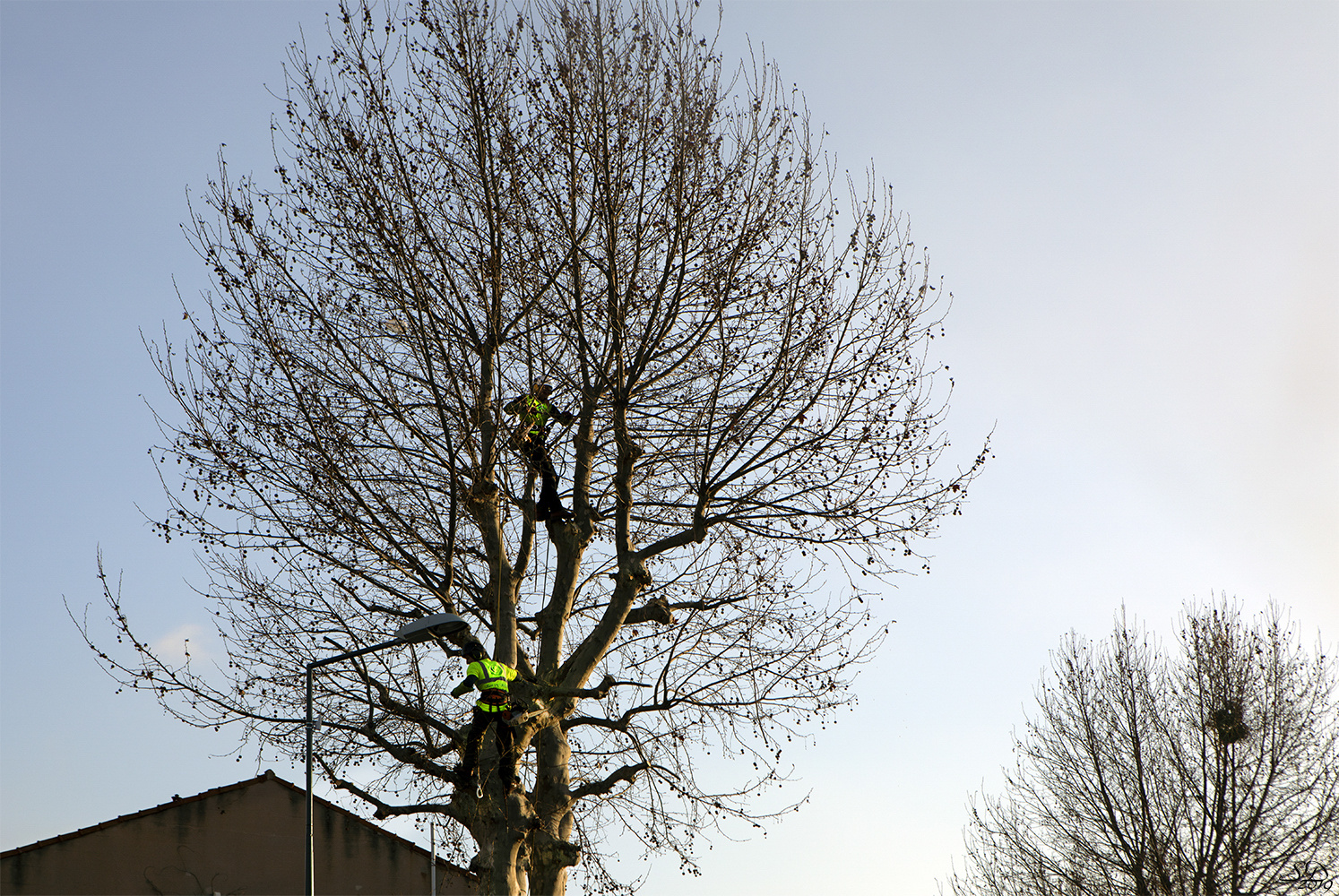 Quand les gilets jaunes grimpent aux arbres .