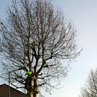 Quand les gilets jaunes grimpent aux arbres .