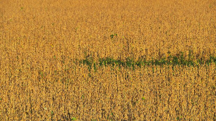 Quand les haricots créent une toile