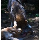 quand les loups se devorent entre eux........