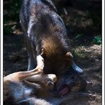 quand les loups se devorent entre eux........