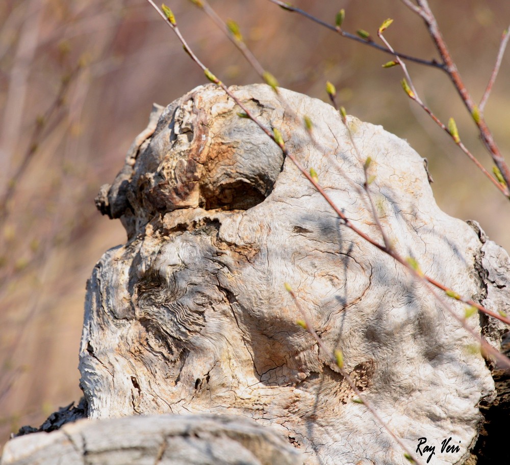 quand les monstres imitent la nature