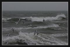 "Quand les mouettes volent en dessous de la crête des vagues, il est temps de renter à la maison "