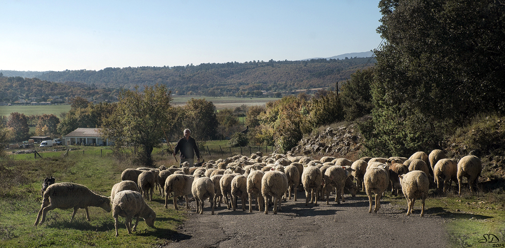 Quand les moutons vont au pré ......