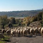 Quand les moutons vont au pré ......