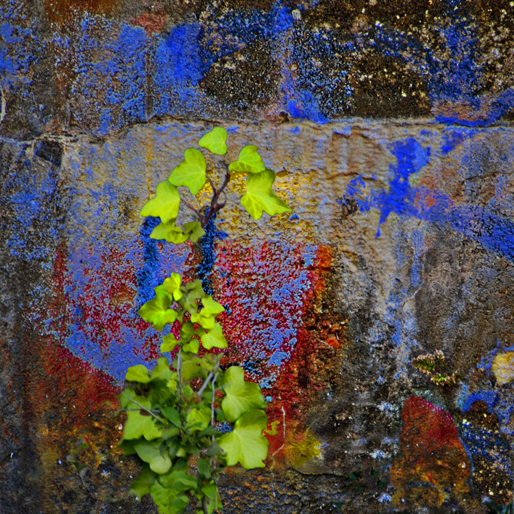 Quand les murs font la part belle à la nature