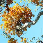 Quand les pensées s'accrochent aux arbres