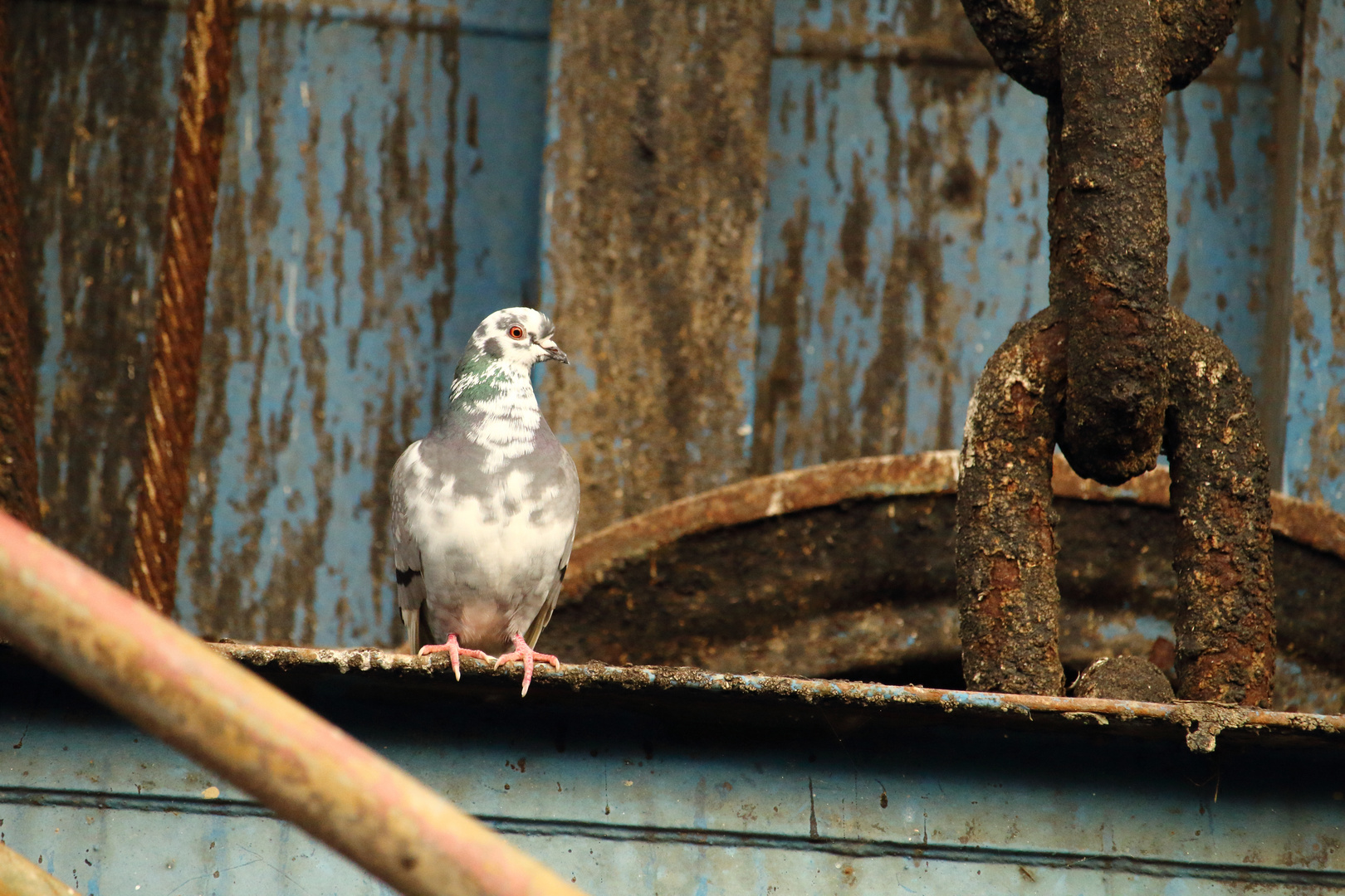 Quand les pigeons ont le pied marin - gare maritime de Boulogne sur Mer 