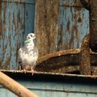 Quand les pigeons ont le pied marin - gare maritime de Boulogne sur Mer 