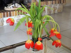 Quand les tulipes font cloche…