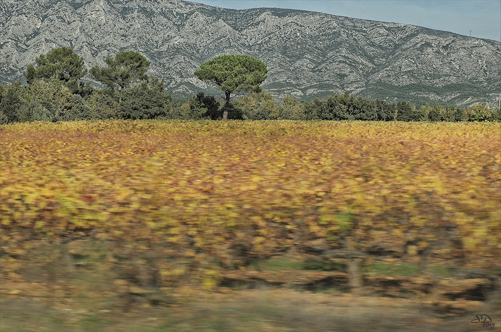 Quand les vignes défilent ..