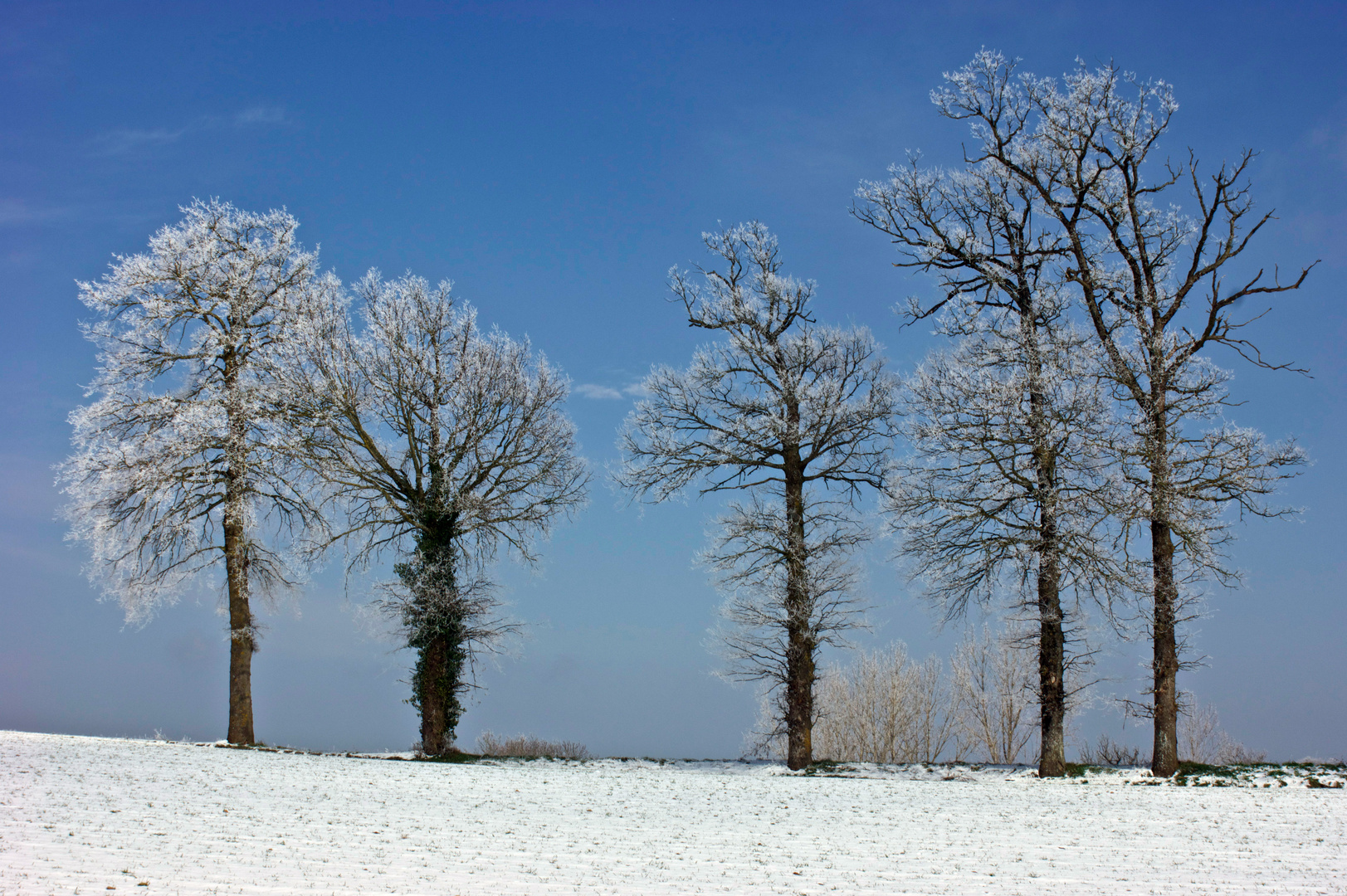 Quand l'hiver nous charme de ses couleurs !