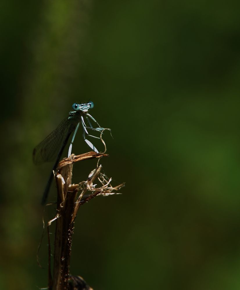 quand l'insecte joue avec l'objectif 