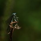 quand l'insecte joue avec l'objectif 