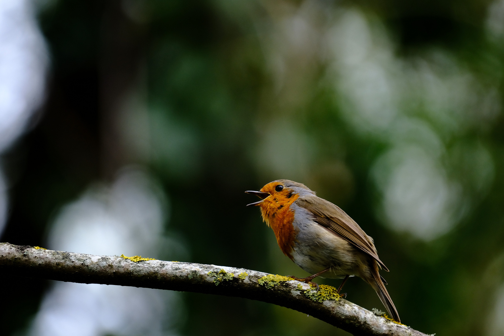  quand l'oiseau chante